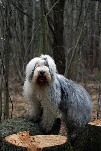 English Sheepdog