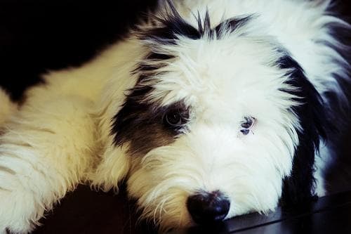 English Sheepdog