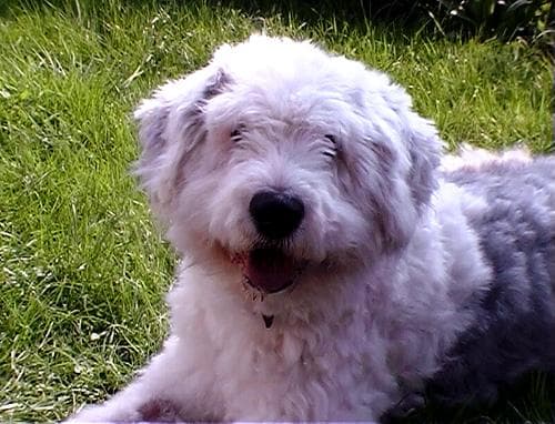 English Sheepdog