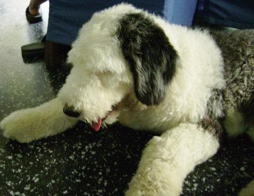 English Sheepdog