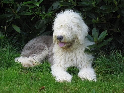 English Sheepdog