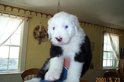 sheepdog