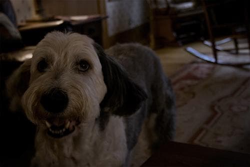 sheepdog