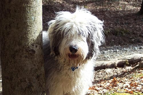 English Sheepdog