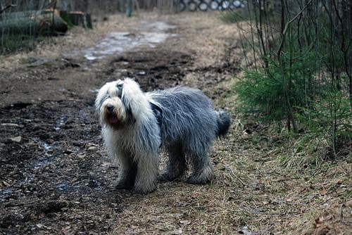 English Sheepdog