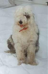 English Sheepdog