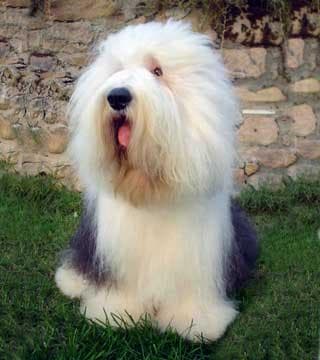 English Sheepdog