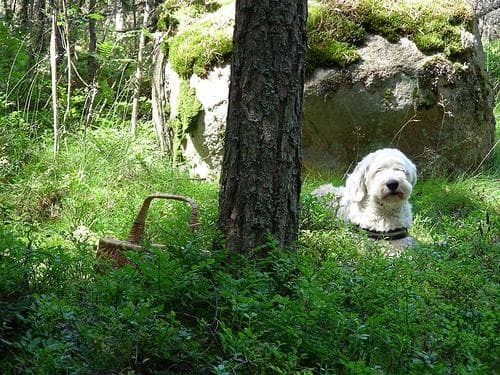 sheepdog