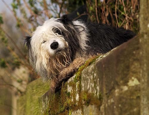 English Sheepdog