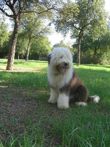 English Sheepdog