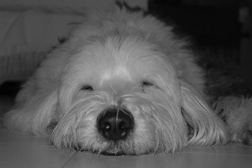 English Sheepdog