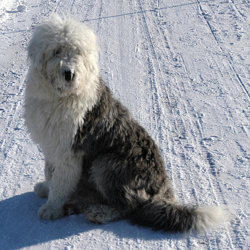 English Sheepdog