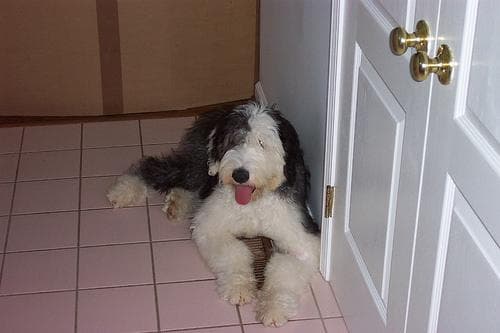 English Sheepdog