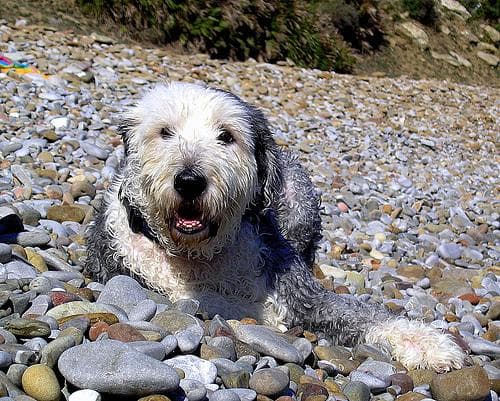 English Sheepdog