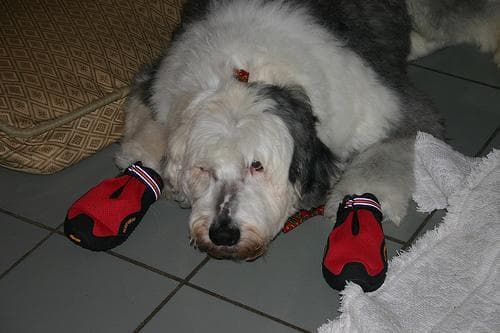 sheepdog