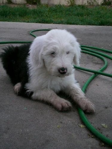 English Sheepdog