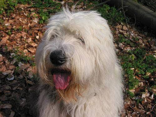 sheepdog