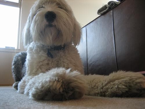 sheepdog