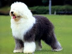 English Sheepdog