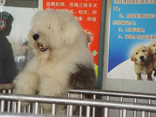 English Sheepdog