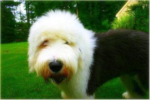 English Sheepdog