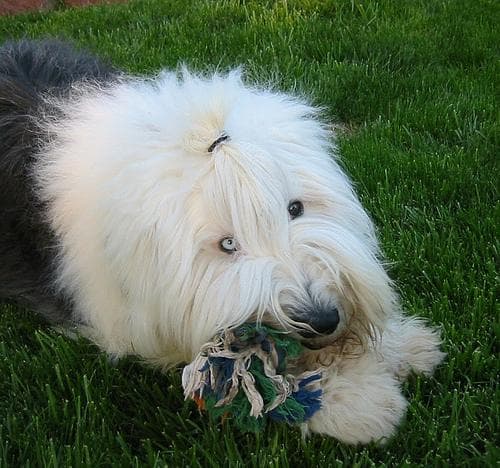 English Sheepdog