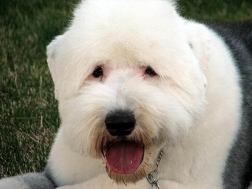 English Sheepdog