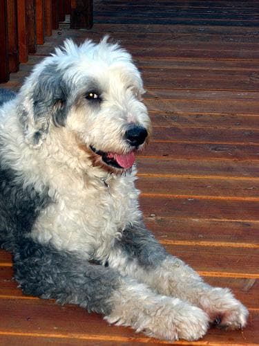 English Sheepdog