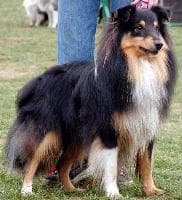 Shetland Sheepdog