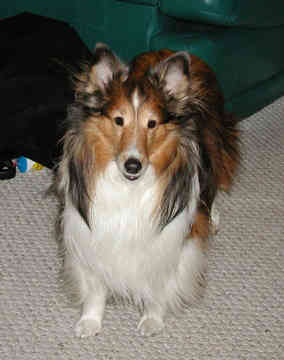 sheepdog