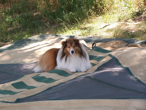 Shetland Sheepdog