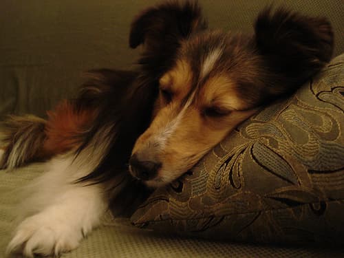 Shetland Sheepdog