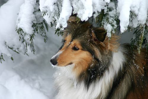 Shetland Sheepdog