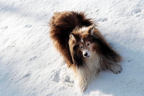 Shetland Sheepdog