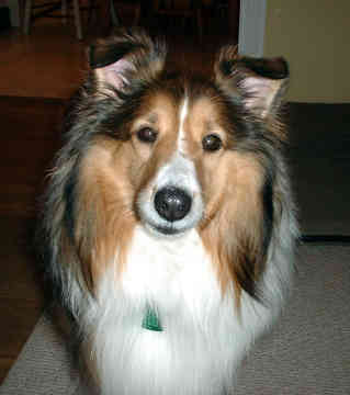 Shetland Sheepdog