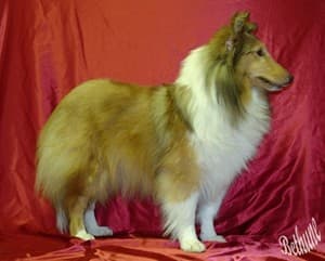 Shetland Sheepdog