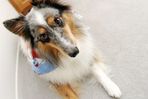 sheepdog