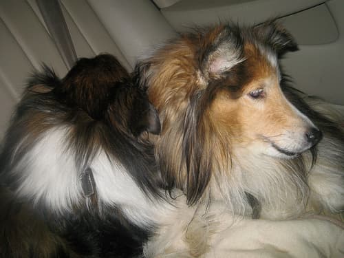 Shetland Sheepdog