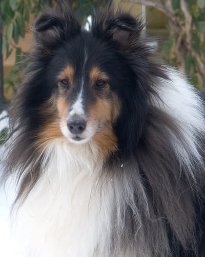Shetland Sheepdog