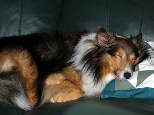 Shetland Sheepdog
