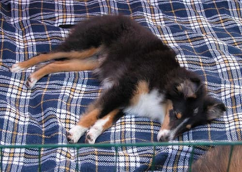 Shetland Sheepdog
