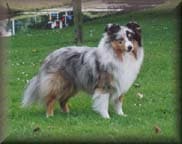 Shetland Sheepdog