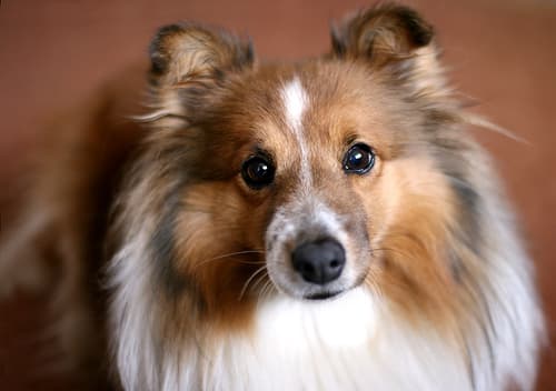 Shetland Sheepdog