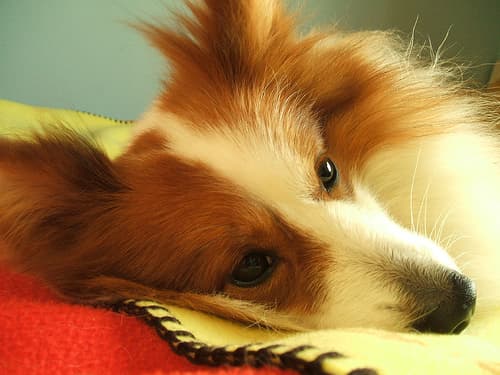 Shetland Sheepdog