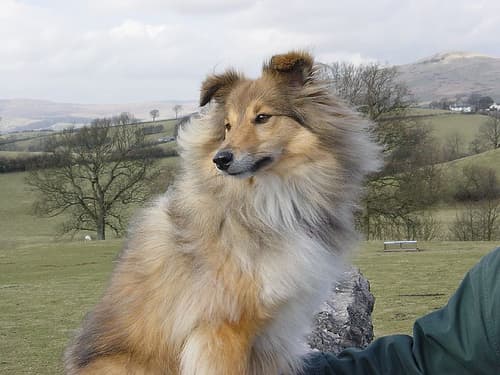 Shetland Sheepdog