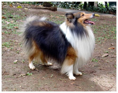 Shetland Sheepdog