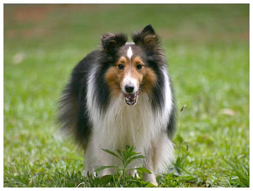 Shetland Sheepdog