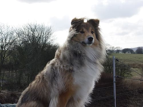 Shetland Sheepdog