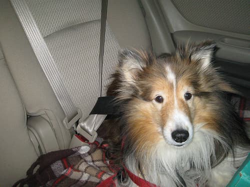 Shetland Sheepdog