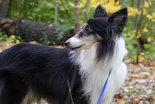Shetland Sheepdog